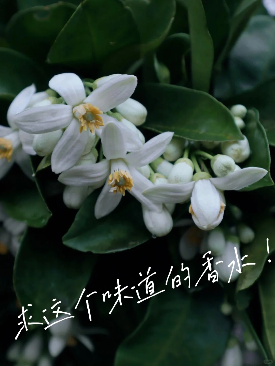求柚子花味的香水，真的好好闻！！