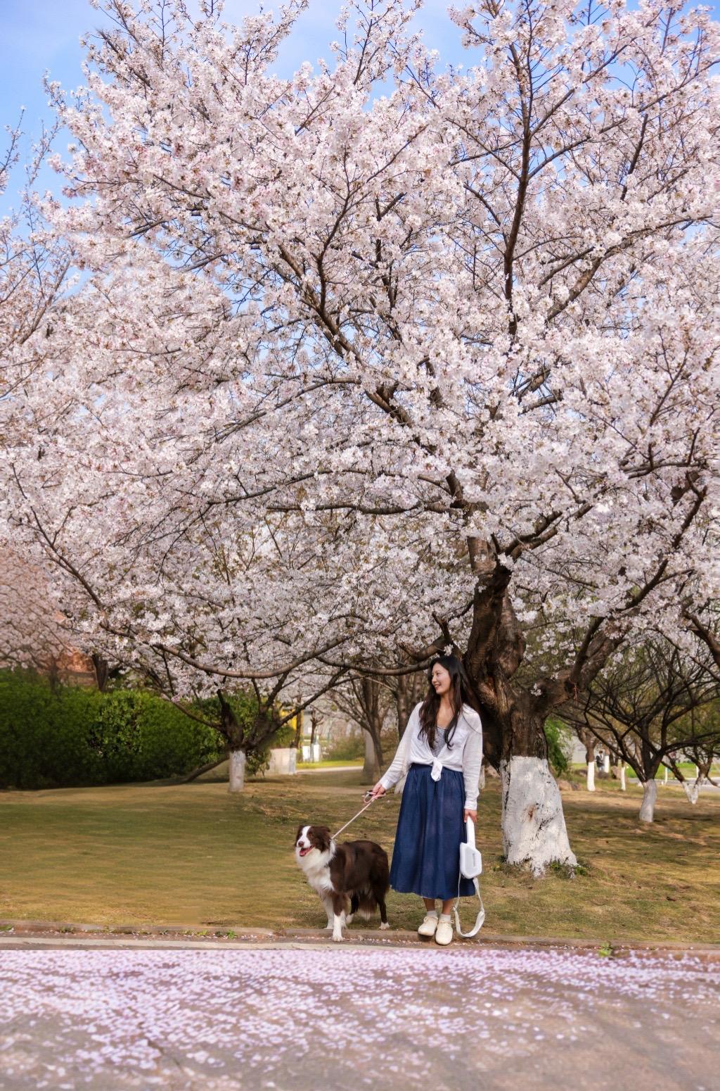 武汉赏樱🌸果然最好的地方都是免费的…谁还在武大挤破头拍樱花啊！ 听我...