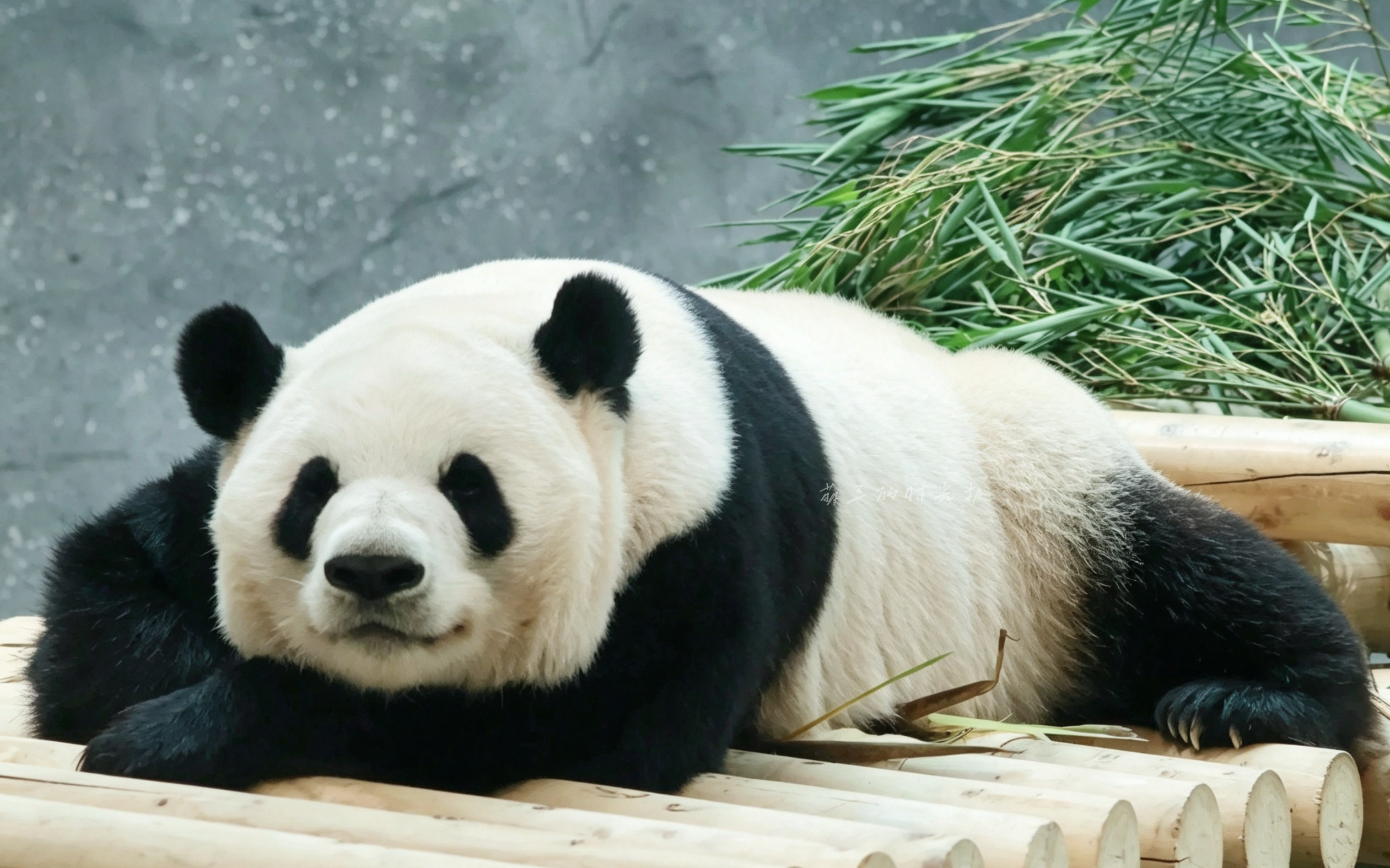 萌兰 颜值天花板么么安静趴趴这么可爱，怎么舍得让萌兰过得不好？整改萌兰展厅地板，