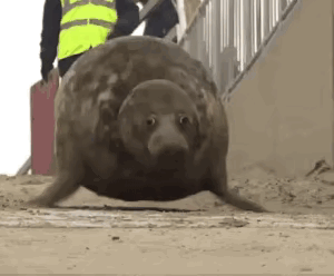 也不知道这是什么物种，怎么看起来憨憨的啊？