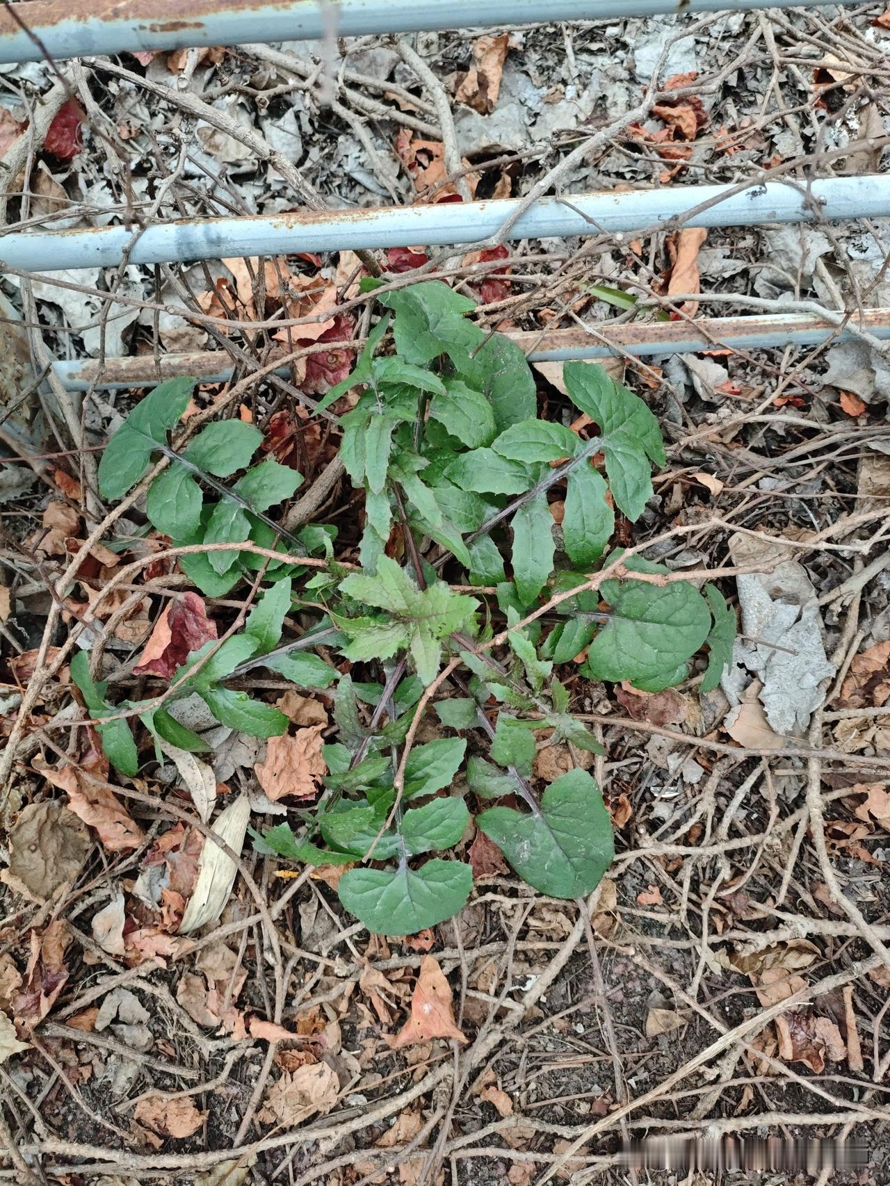 猜猜这是什么植物？