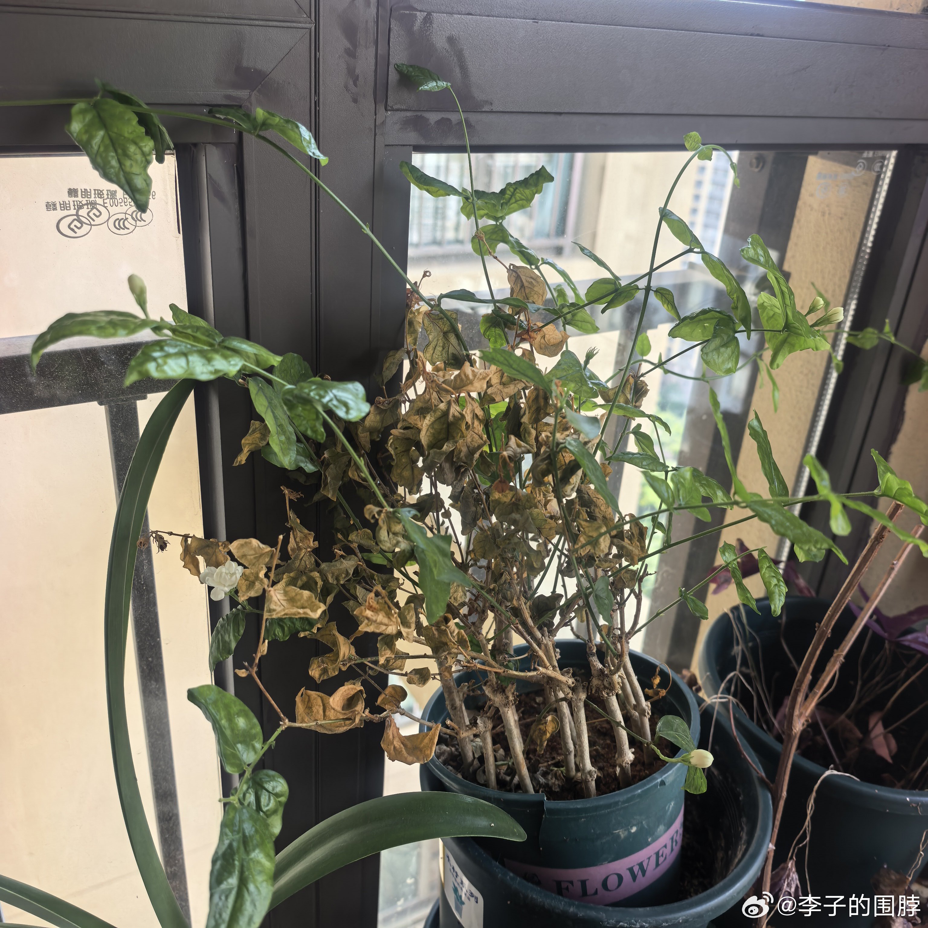以为这棵茉莉死了，结果它不但活了还开了花。 