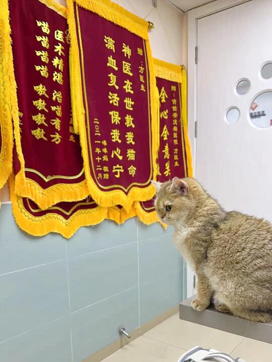 养猫久了 啥猫饼都能遇见