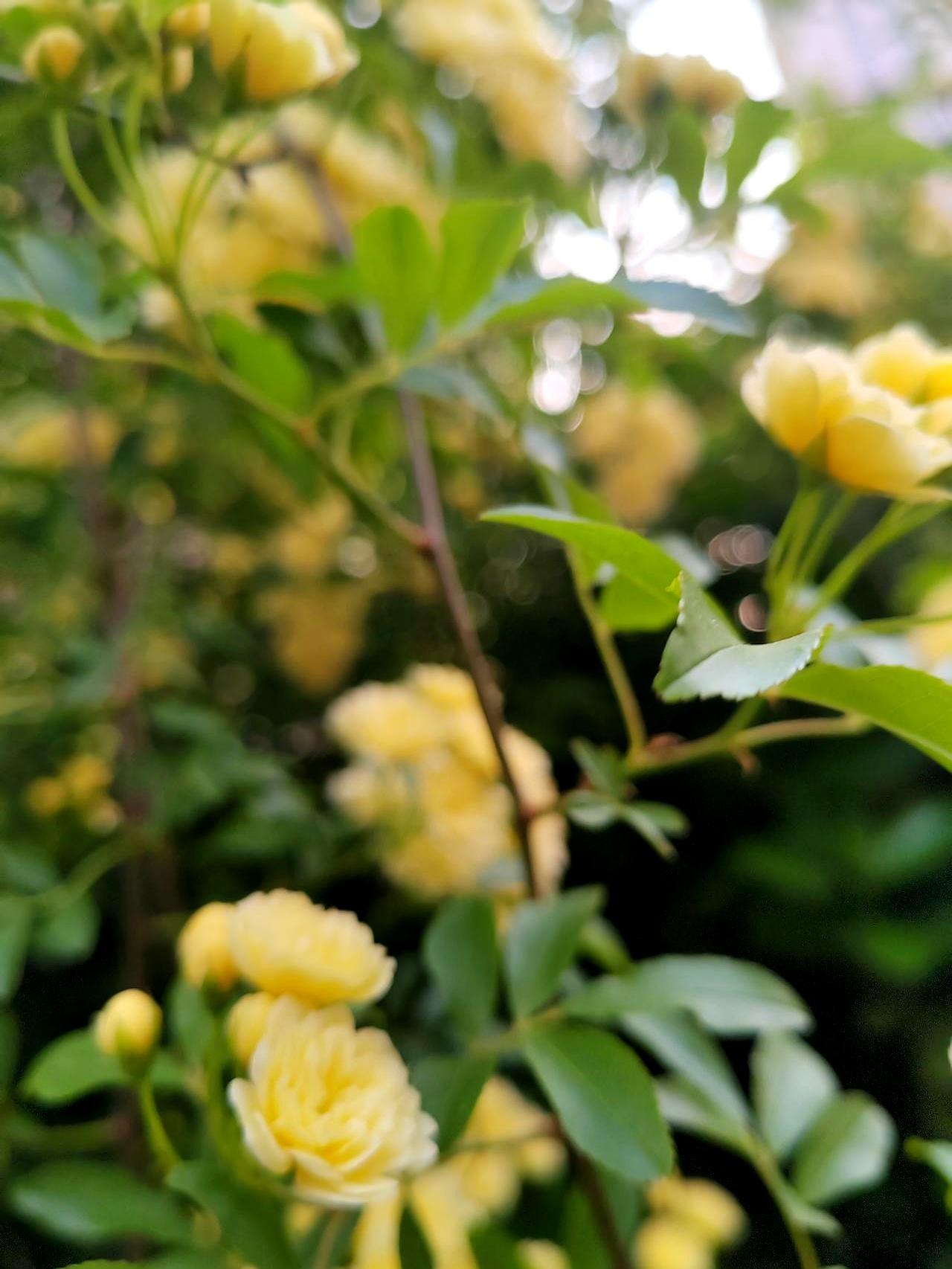 十二点多饭还没起锅，电话就砸来：婆婆要把生日从周六挪到周日。
理由是舅舅家大孙子