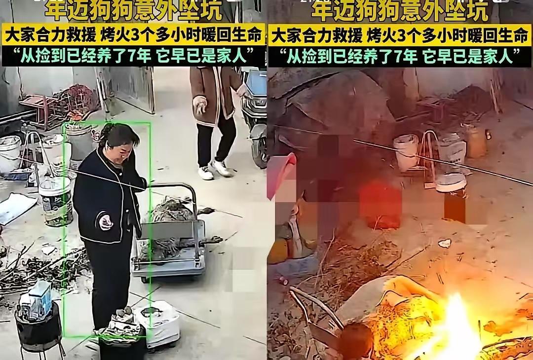 河南信阳这事儿，看得我心里直发颤。零下几度的天，为了只“不值钱”的土狗，一家人硬