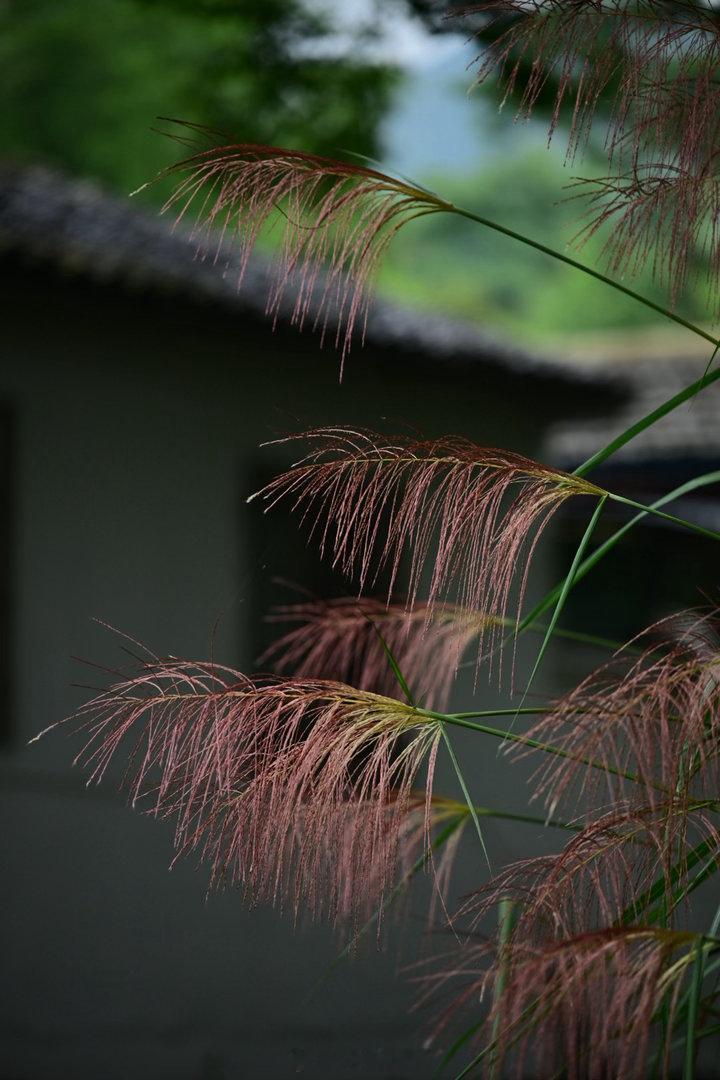 五节芒，在山间村头的风中摇曳，格外美丽。植物