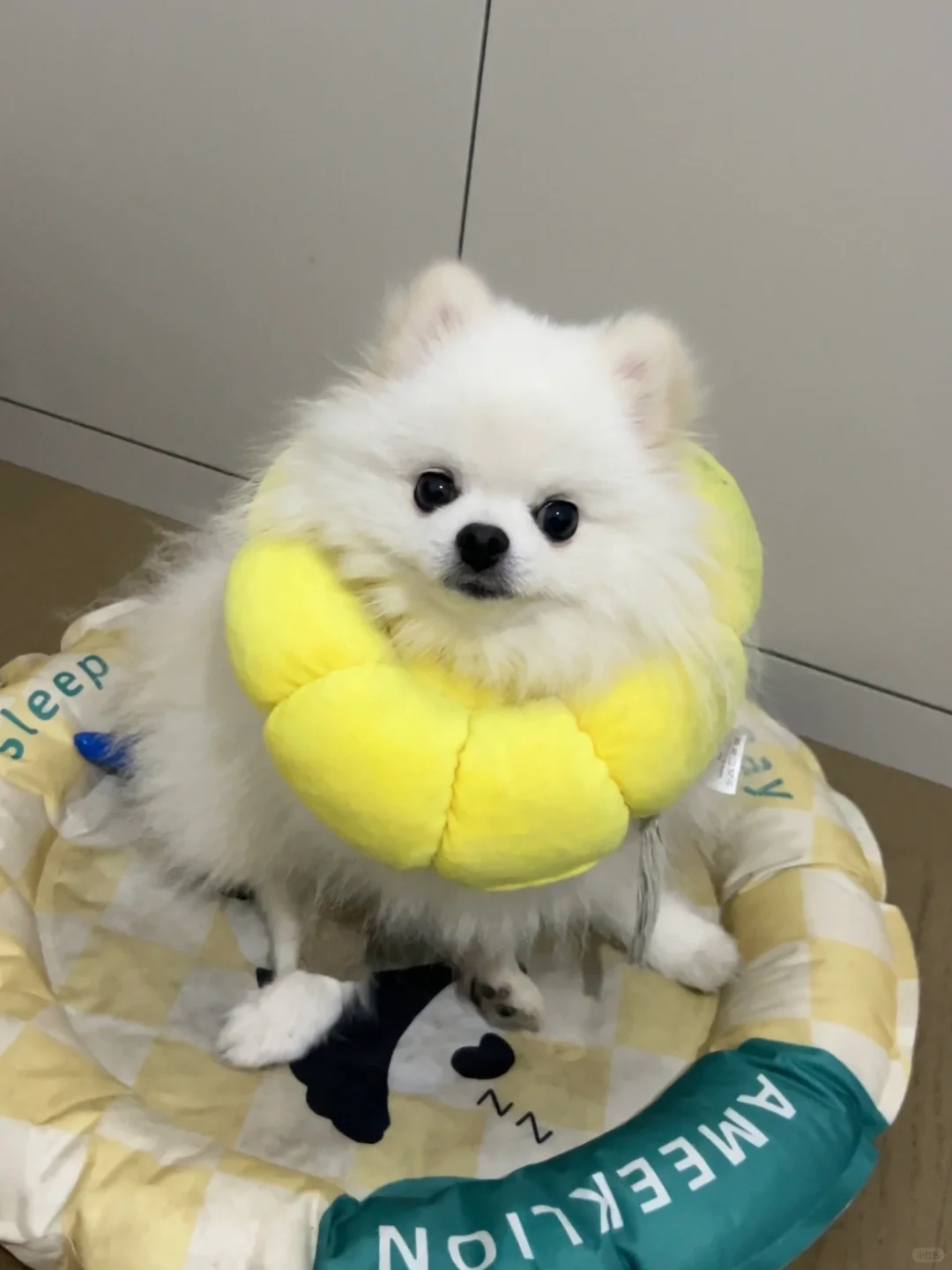 髌骨手术失败
