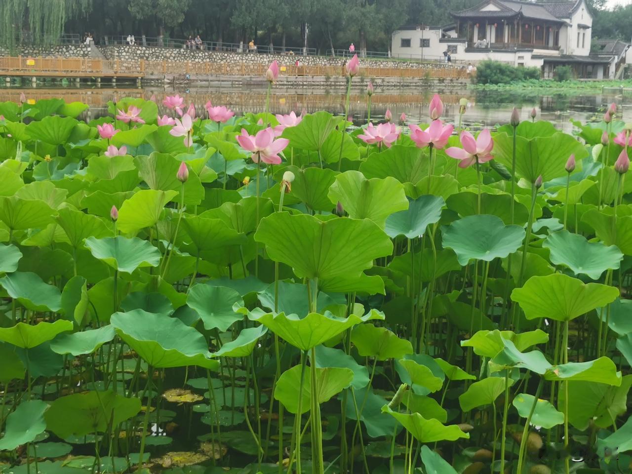 今天傍晚到竞秀公园溜达了一圈，惊奇的发现公园里的荷花已经开了。不知不觉又到看荷花