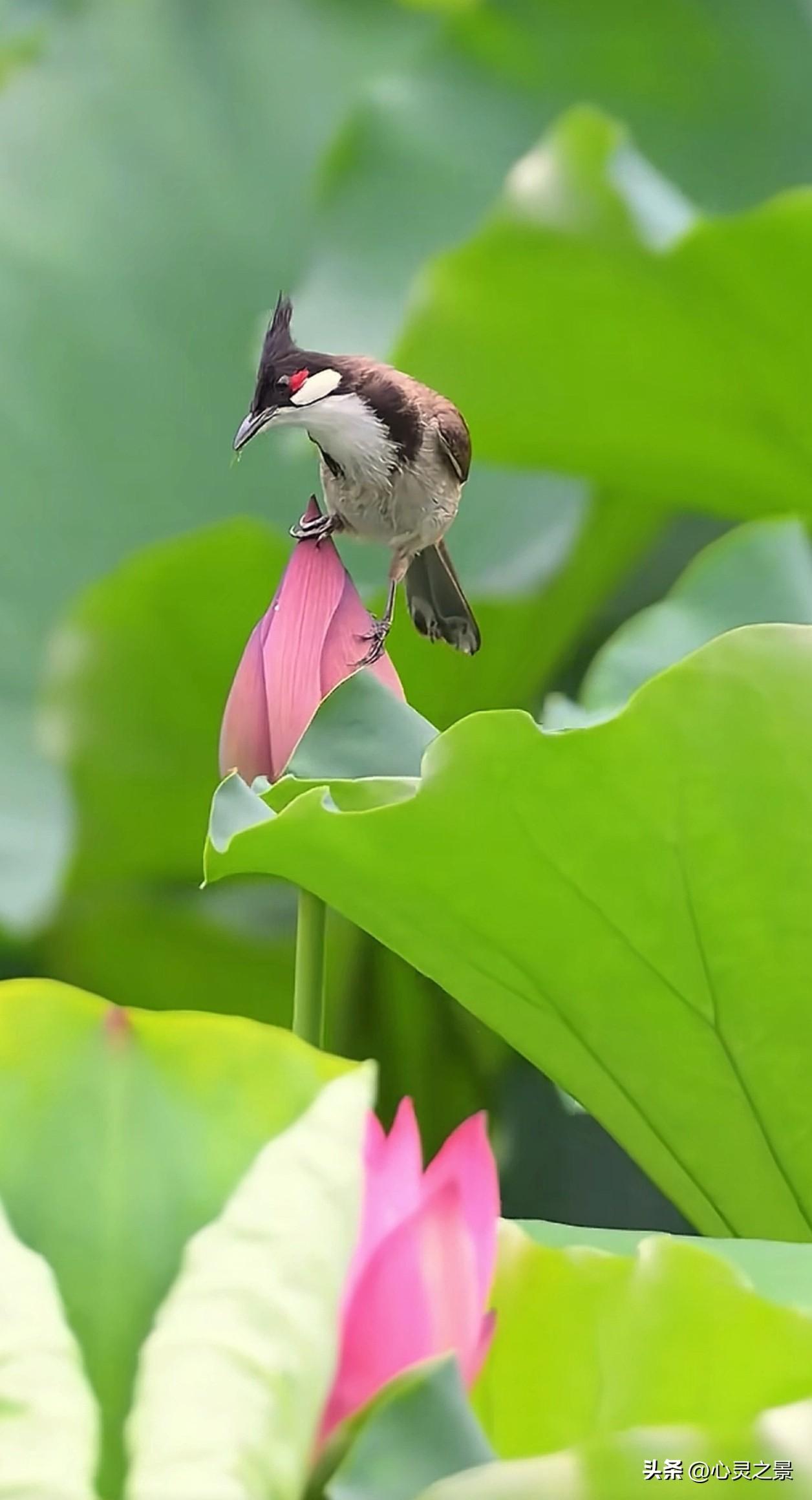 一池碧叶，半塘粉荷。
淤泥为根基，静待花开时。
慢慢来，所有沉淀，终会变成绽放的