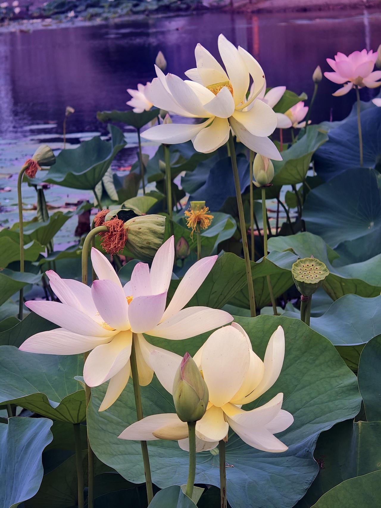 荷花和莲花，好多人傻傻分不清楚。其实啊，荷花就是莲花，只是习惯叫法不同。
荷花一