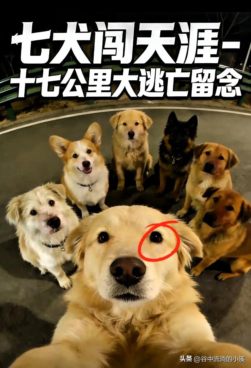 7只狗狗被狗贩子抓走后拼死逃脱，
愣是结伴走了17公里回了家！
全程没有主人指引