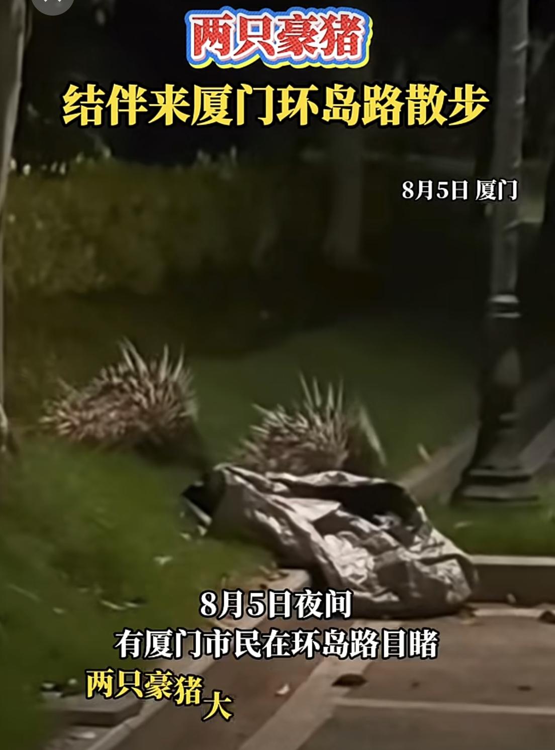 有趣！市民在厦门环岛路偶遇两只豪猪。

根据官媒报道，8月5日，市民在厦门环岛路