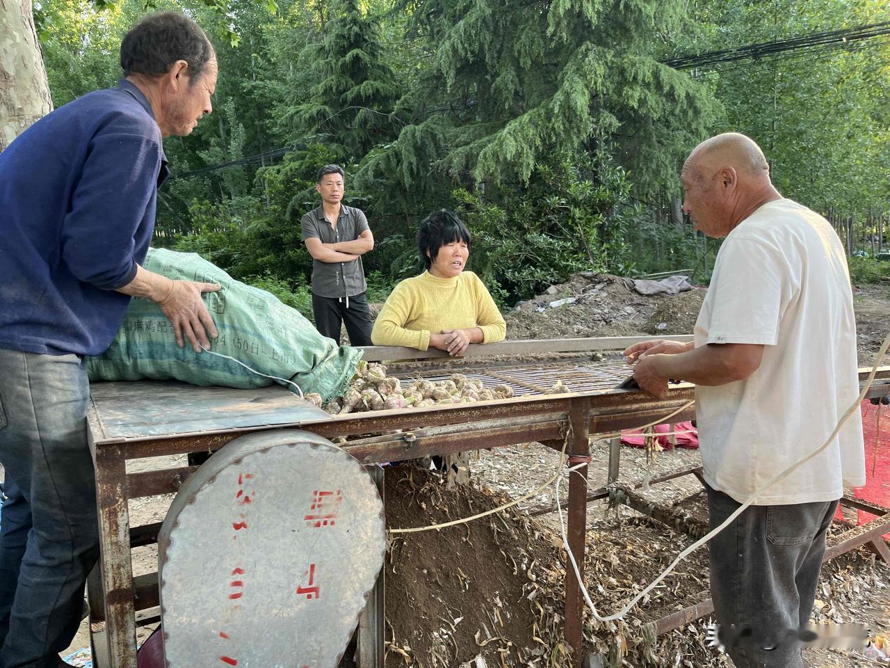 大蒜季，可谓是几家欢乐无数家愁。

欢乐的是蒜商和给蒜商帮忙收货的经纪人，因为今