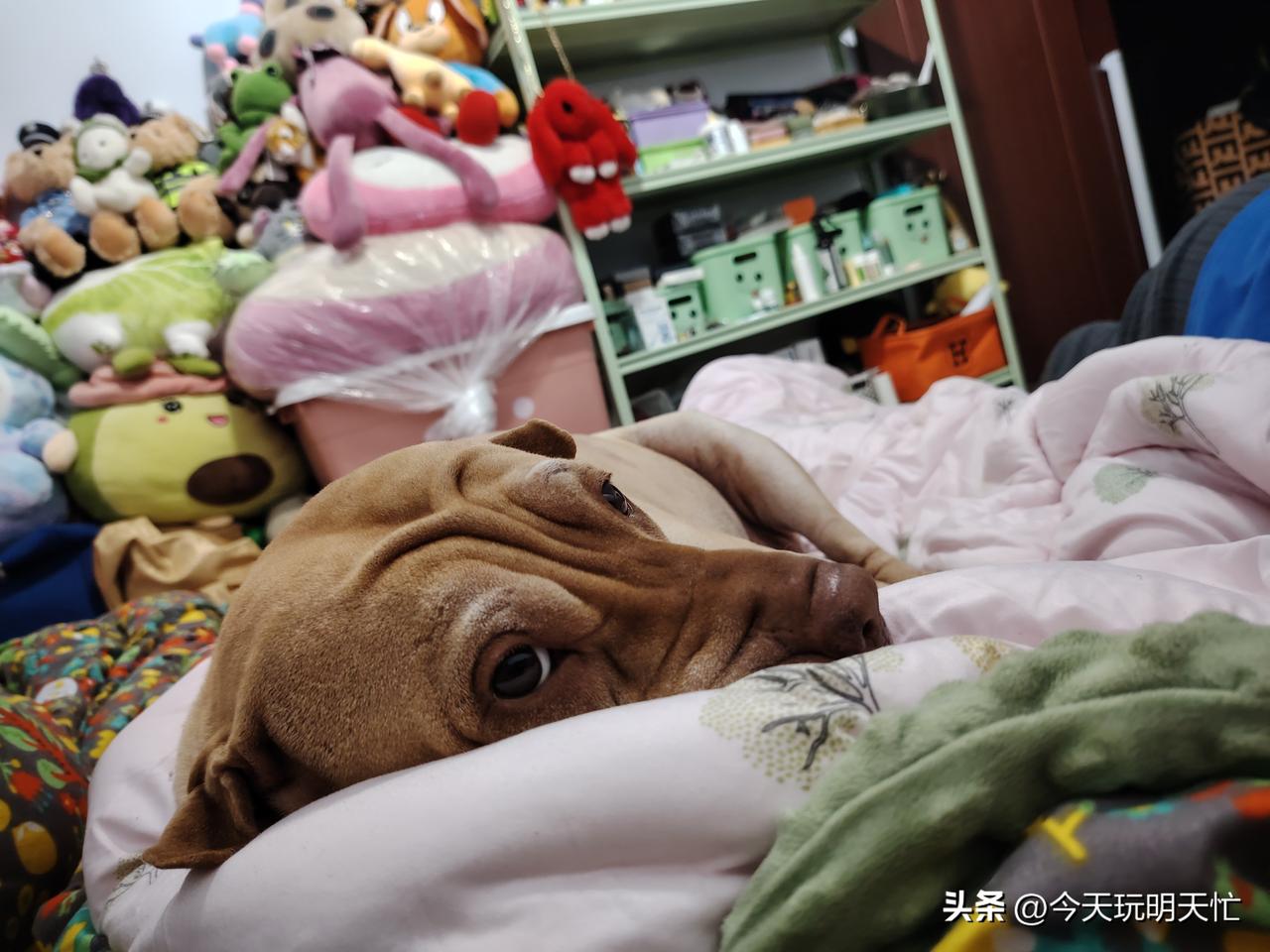 分享一张你拍的小狗照片我的臭宝贝