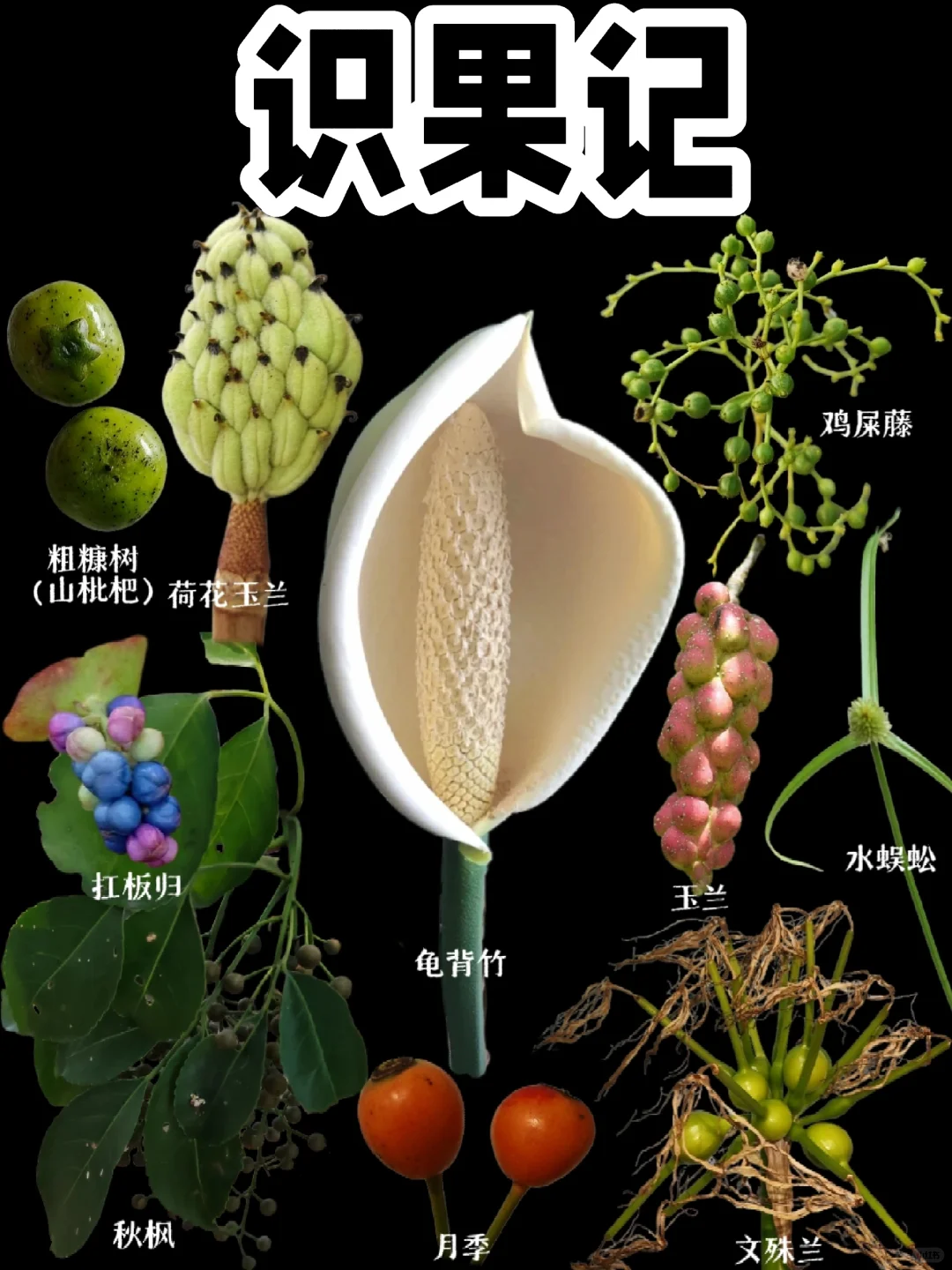【识果记】第二十弹，秋天是硕果累累的季节