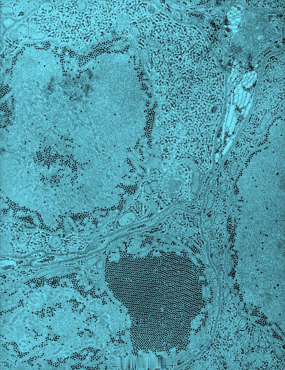 谷歌计划在美国投放3200万只蚊子以帮助遏制疾病传播纽约邮报报道，美国加州可能很