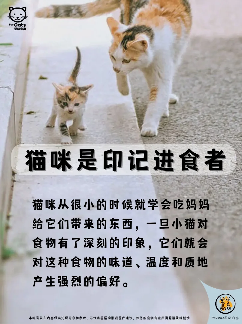 猫咪是印记进食者
