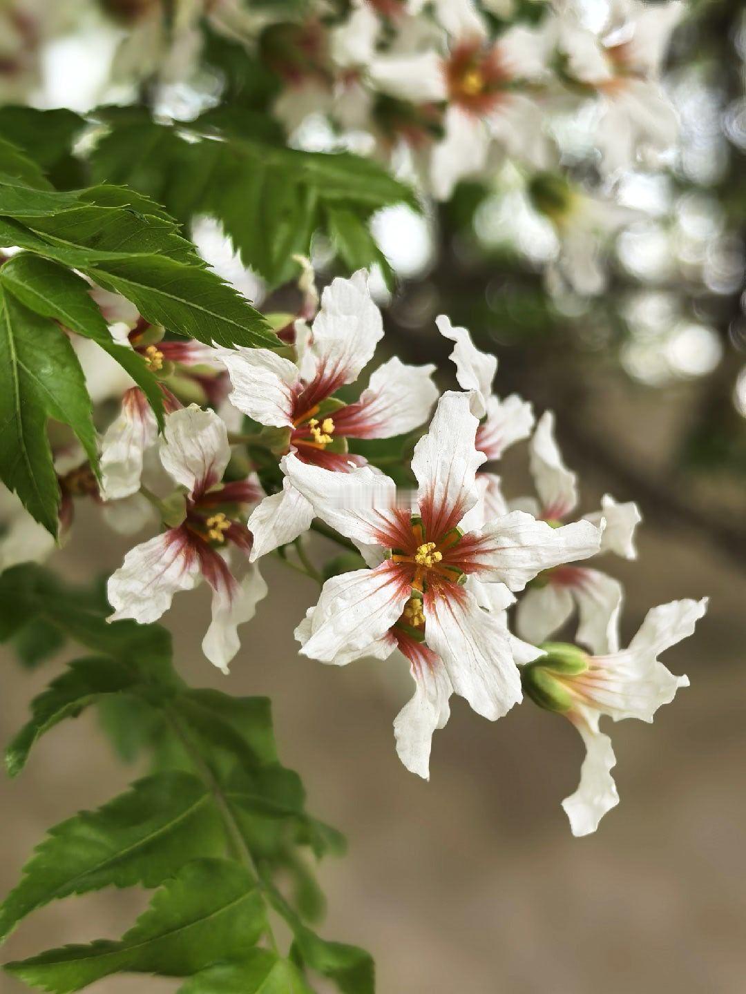 圆明园文冠花摄影