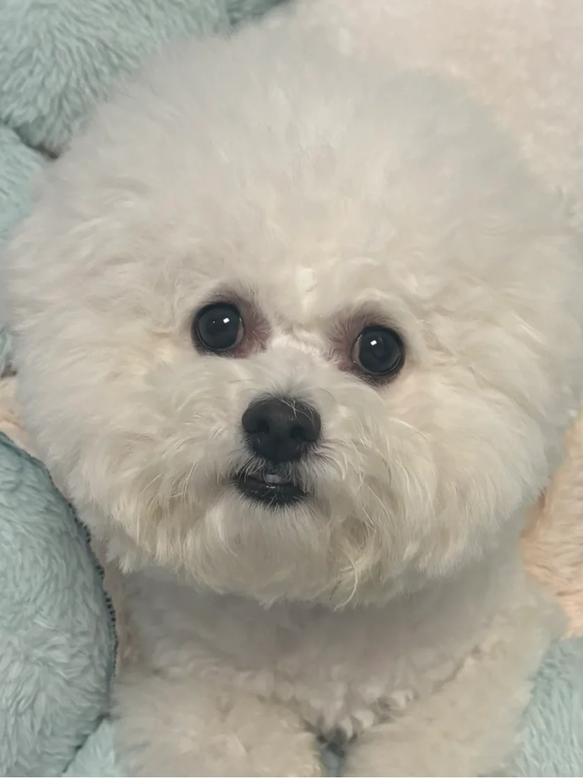 宝宝，你的牙怎么像偷吃了口香糖？