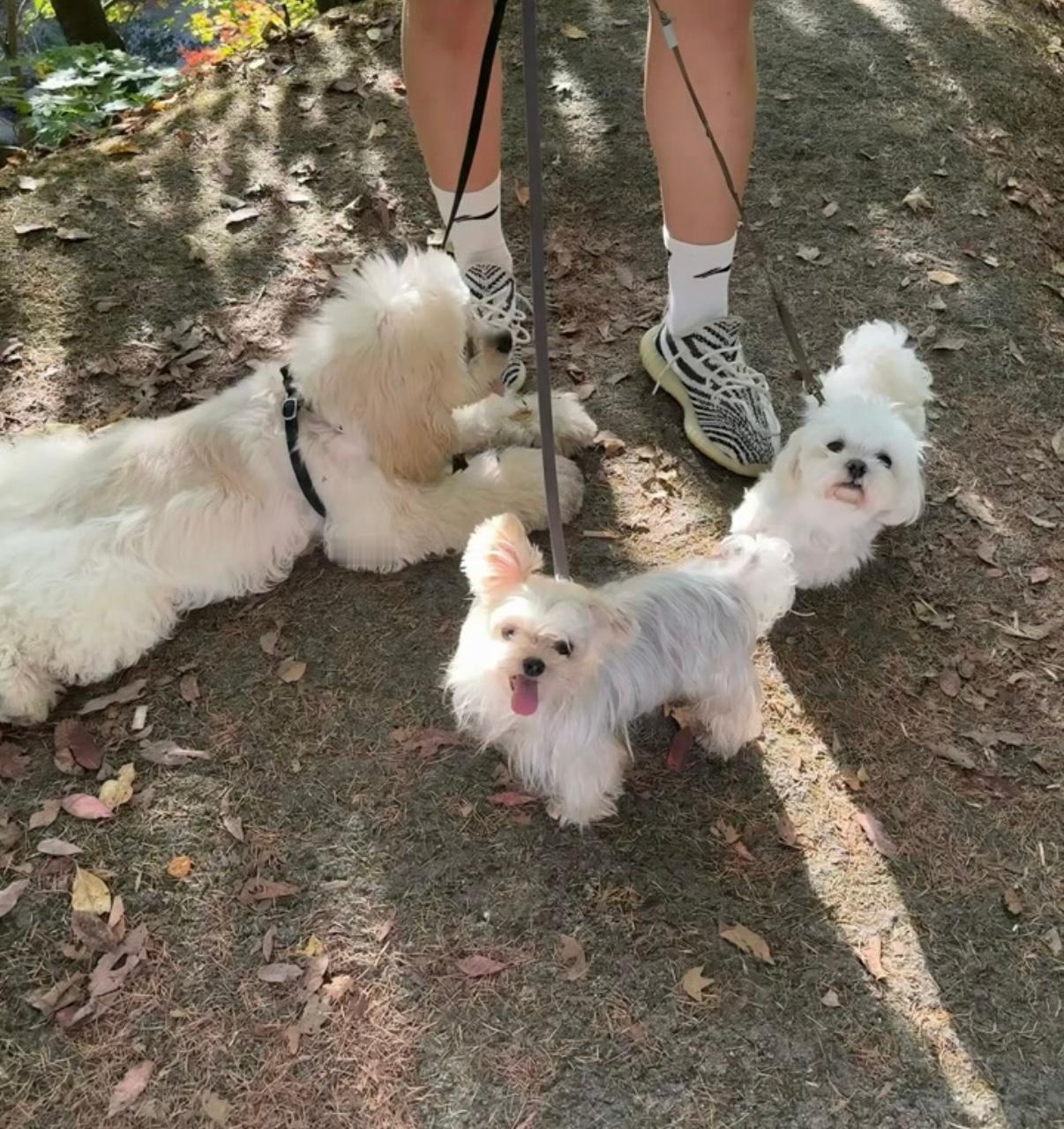 张峻豪终于有了新动态，重启了自己的社交媒体，配文：“这一年好的坏的都过去了”。这