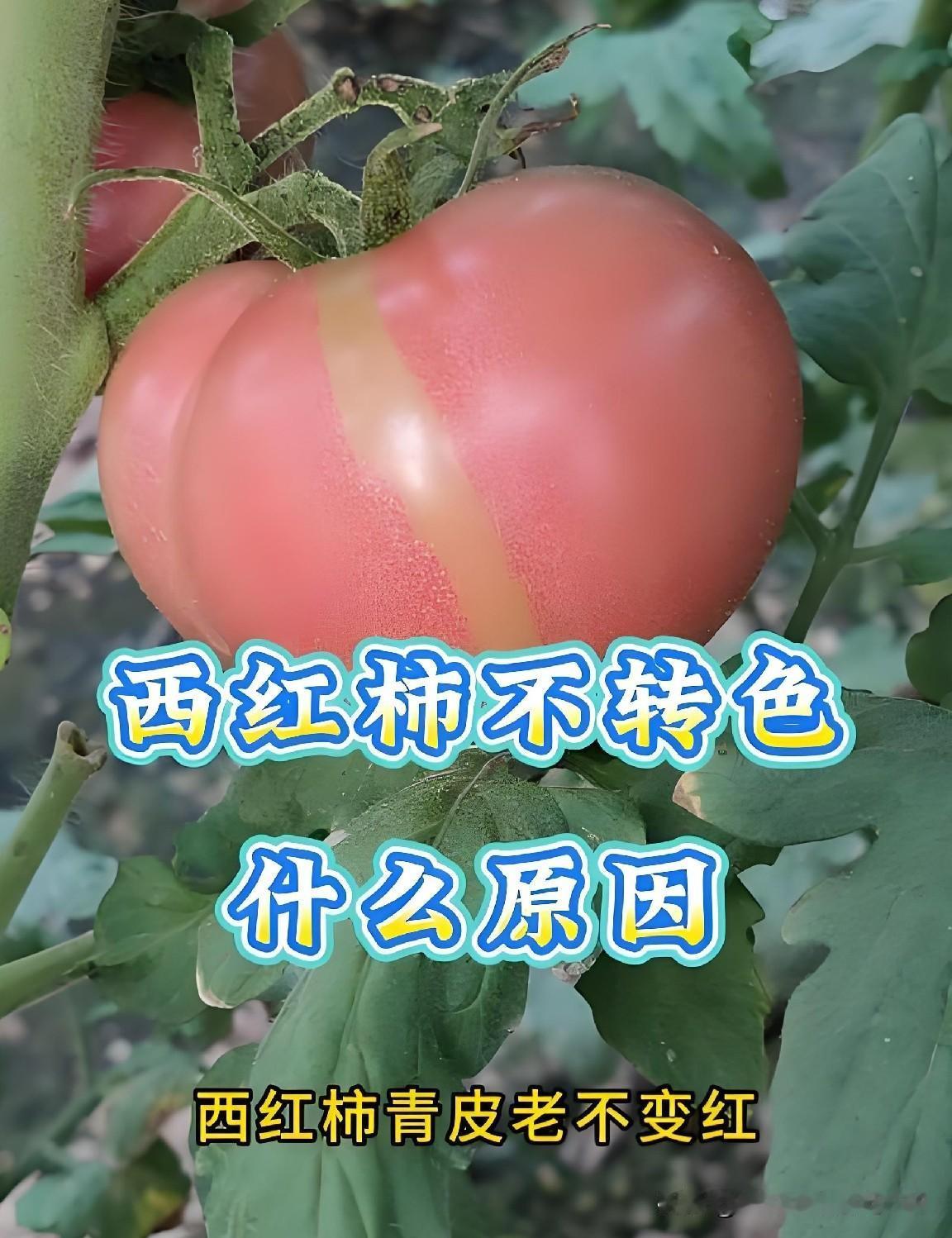 咱小菜园种的西红柿，膨果转色老出问题？别愁，记住这几点小妙招。
 
首先得控好温