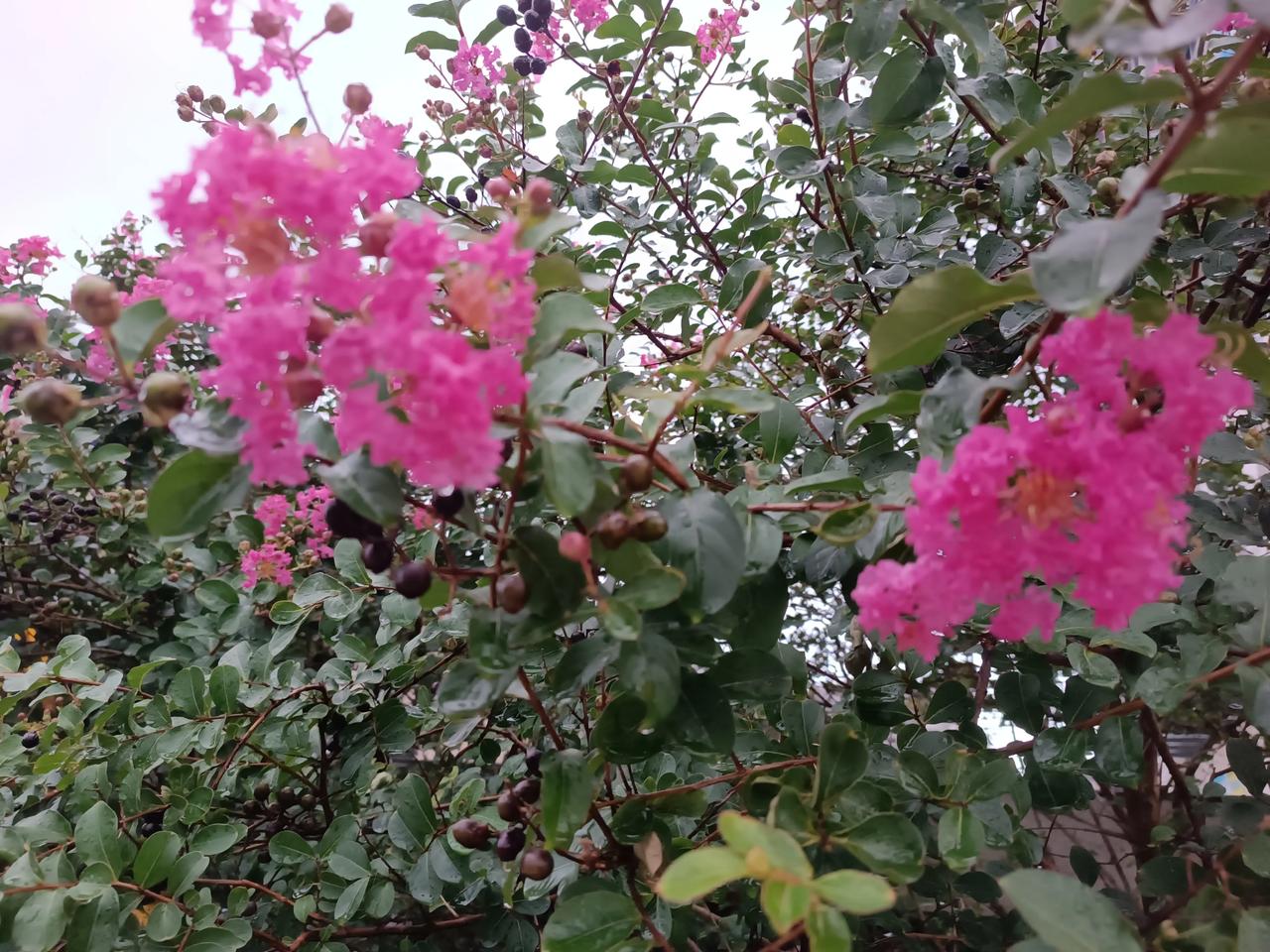 紫薇花🌸
花色艳丽
花朵优美
花姿柔雅
姹紫嫣红
娇艳欲滴
美丽绽放