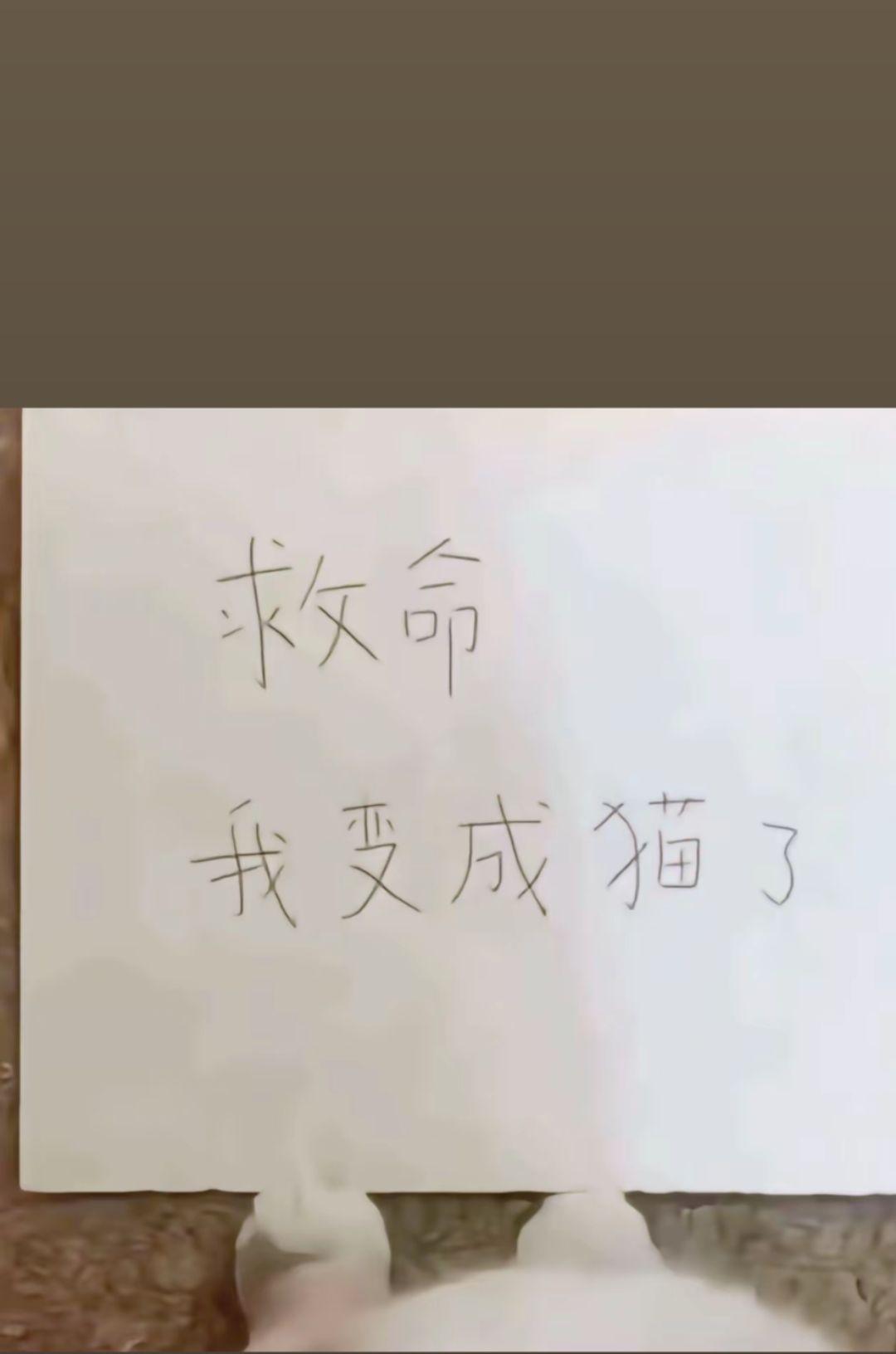 梦想是做最幸福的小猫៸៸᳐⦁⩊⦁៸៸᳐