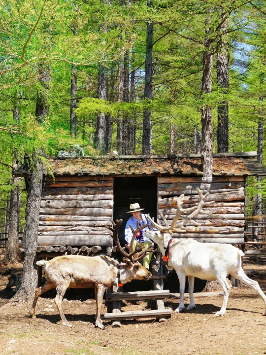 草原放牧，夏天一定要来一次呼伦贝尔！！