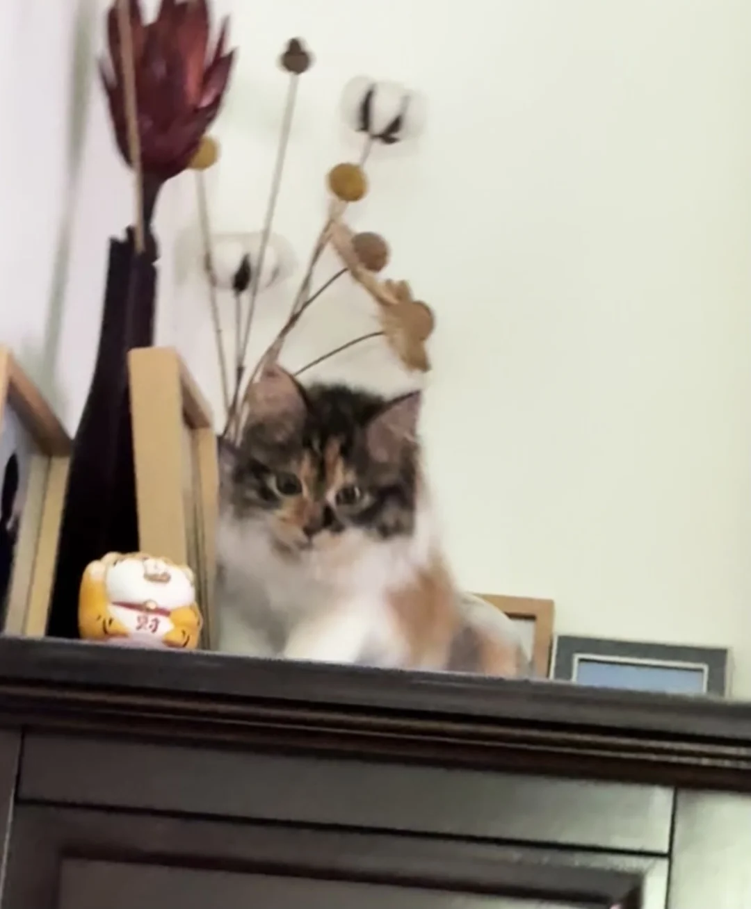 想给我家小老虎买个猫爬架
