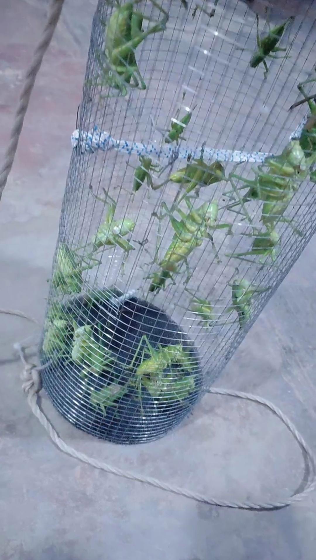 小时候，老家田埂上特别多这玩意儿，有那胆大的，饿了就把它们捉来烤着吃。。

现在