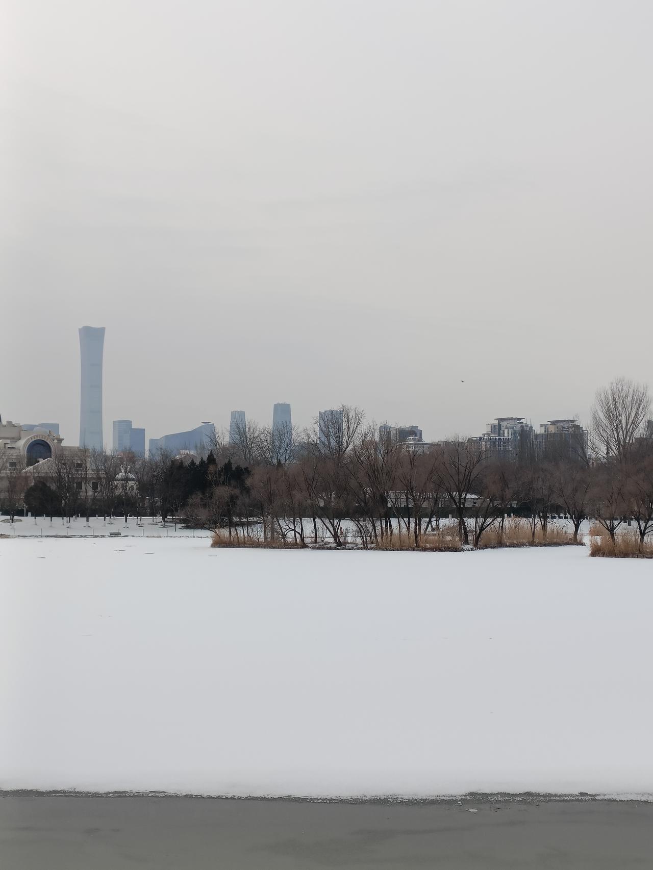 晒图笔记大赛公园里雪后景色真美，是谁把后面的参天大树修剪的象把伞
