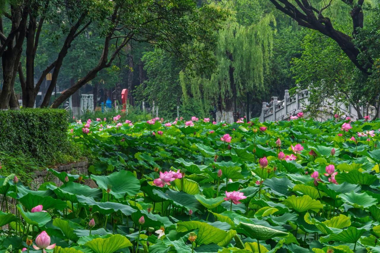 南京莫愁湖。南京莫愁湖正是赏荷好时节 在公园里感受绿意夏天 夏日赏荷 荷塘摄影