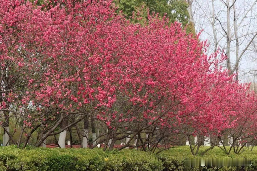梅林春雪、桃坞春色、海棠堆雪，繁花满径。