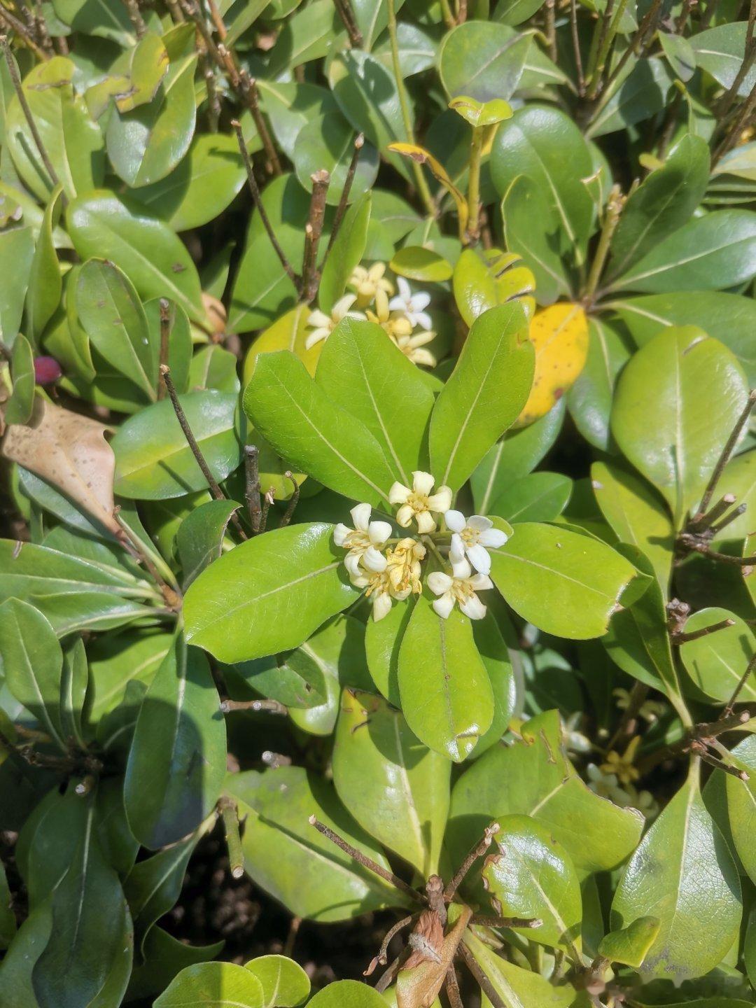 这个居然也开花 