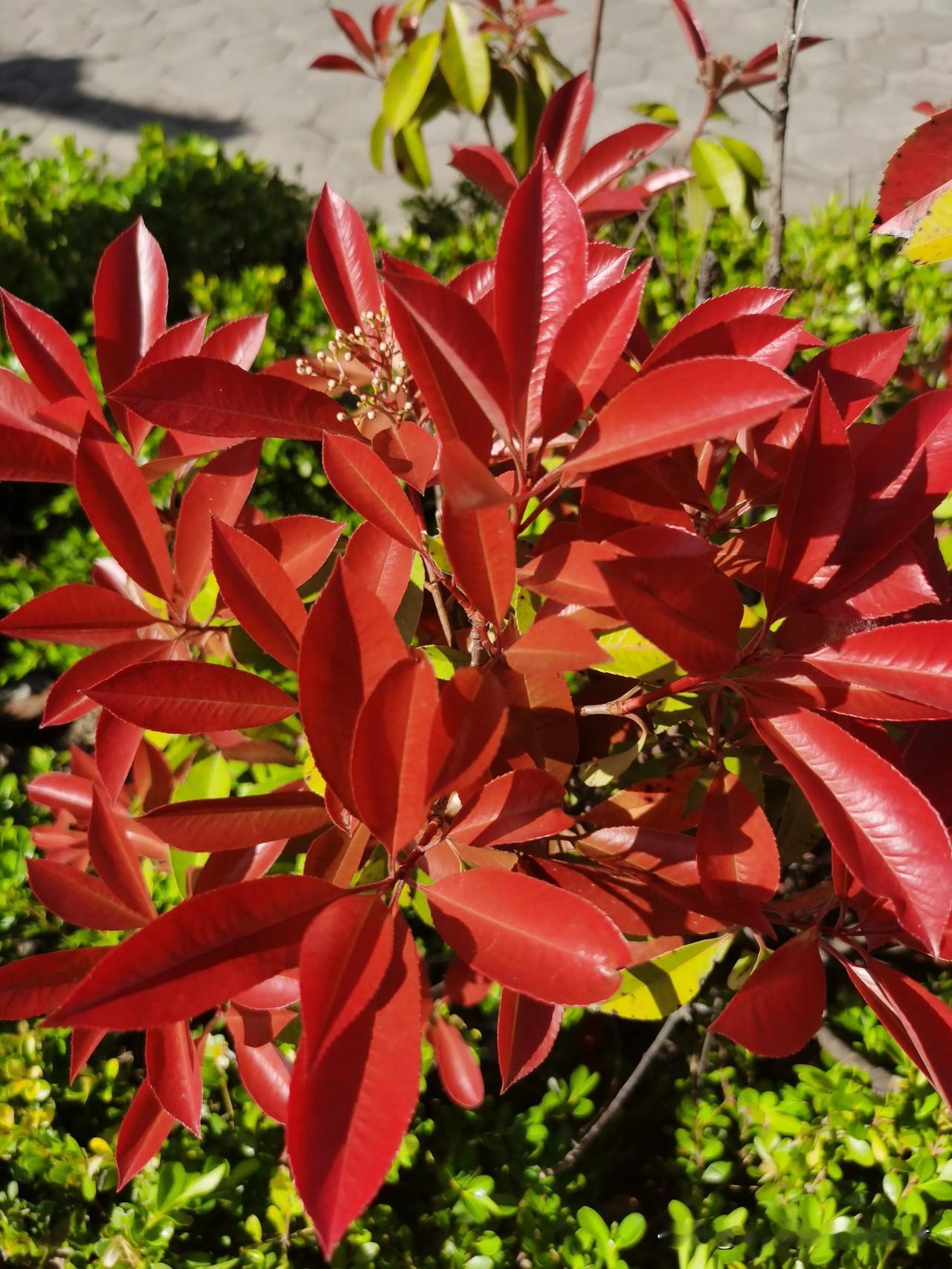 这是什么绿植呀！红的这么美的