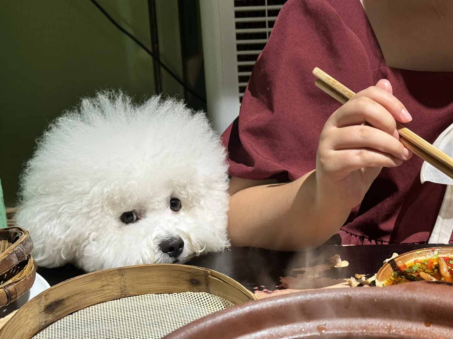 可不可以不要带狗吃饭💢