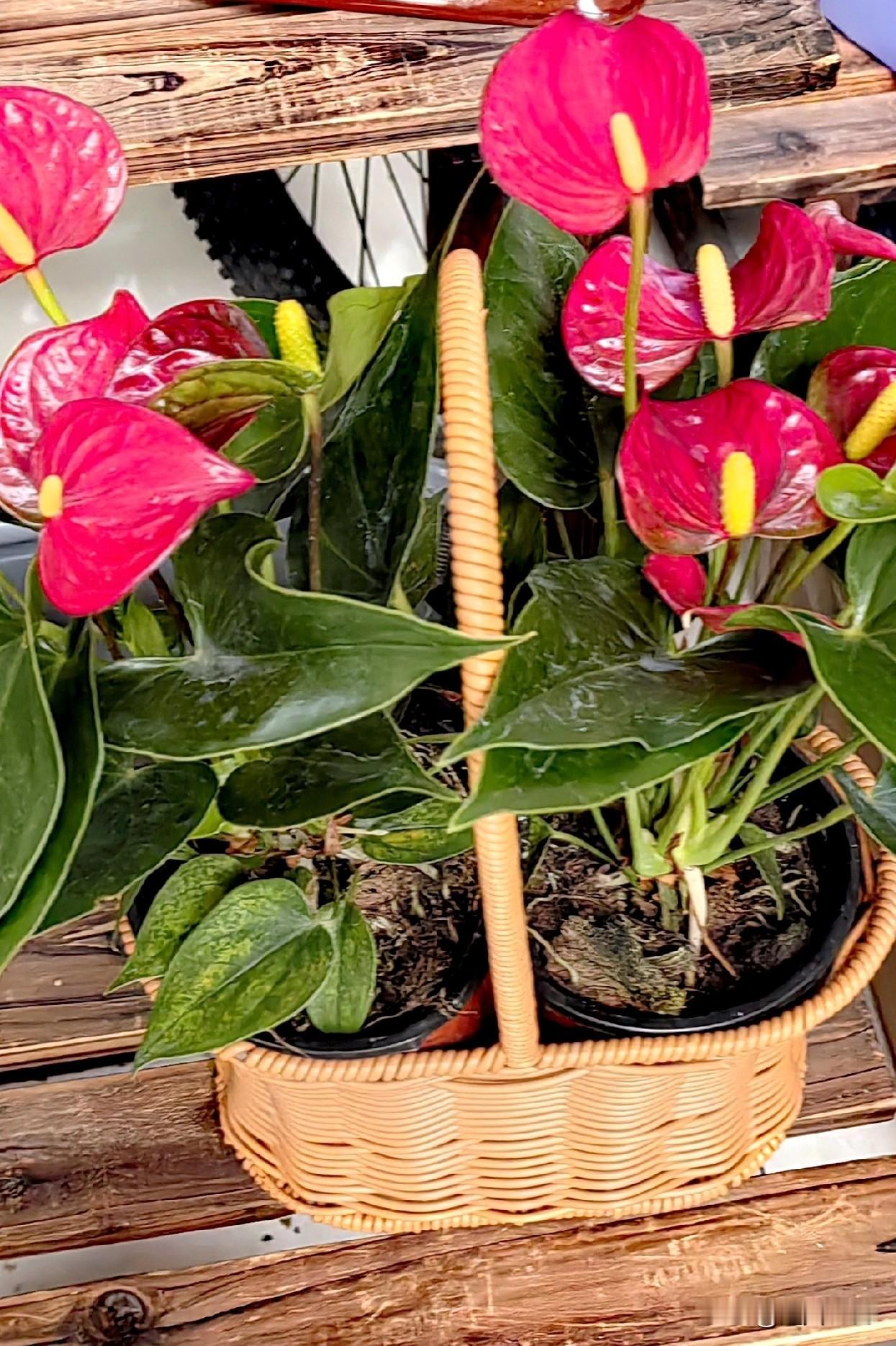 新年的脚步越来越近，
转眼已经到了12月19日。离2026年还有13天，岁月匆匆