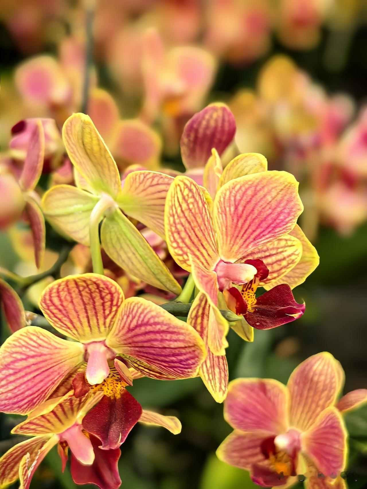 咏蝴蝶兰
一身清雅立庭前，
细蕊柔姿自嫣然。
不与繁花争艳色，
静携蝶影度流年。
