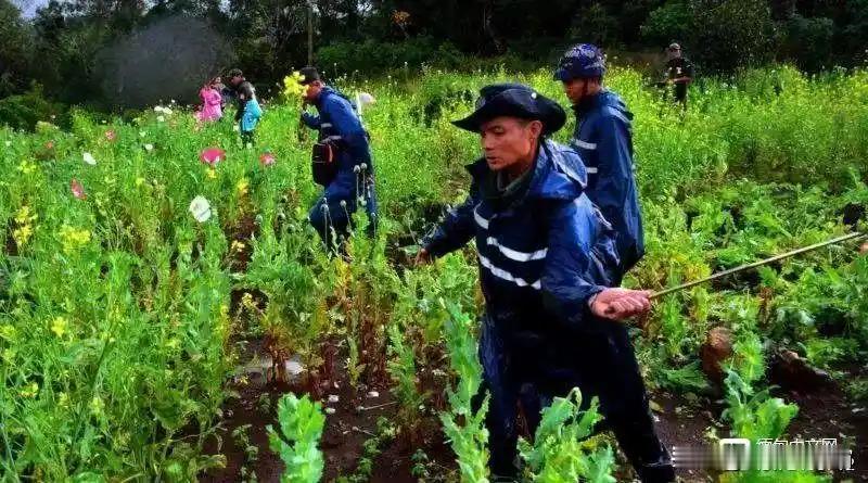 勃欧民族军为了掩人耳目，开始不断地销毁罂粟苗。按照宣传是销毁了上百亩的罂粟田，但