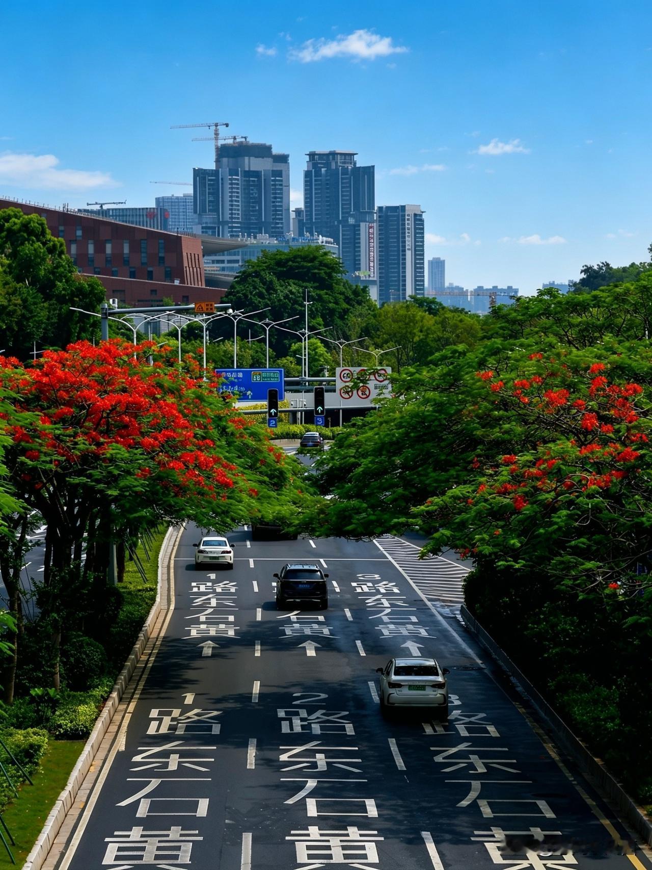 《白云大道，赴一场凤凰花的初夏之约》
晴日蓝天之下，白云大道的凤凰花热烈盛放，橙