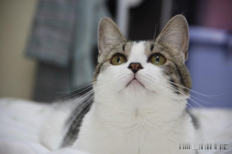 谁能拒绝萌萌的小猫咪啊！我姥姥家就有只超可爱的小猫咪。它长着圆圆的头，三角形耳朵