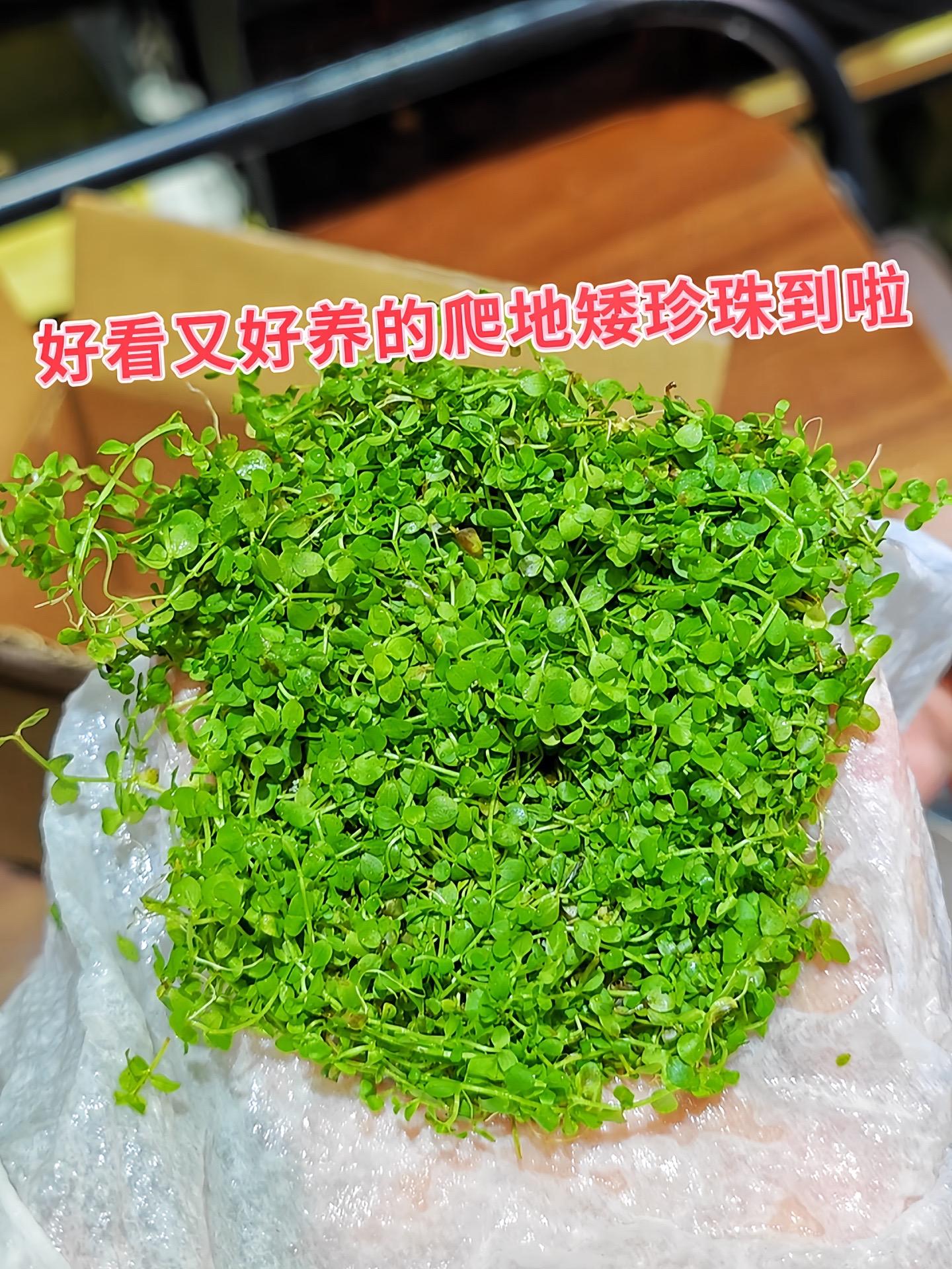 想让鱼缸秒变“绿野仙踪”吗？试试爬地矮珍珠！它如同细腻柔软的绿色绒毯...