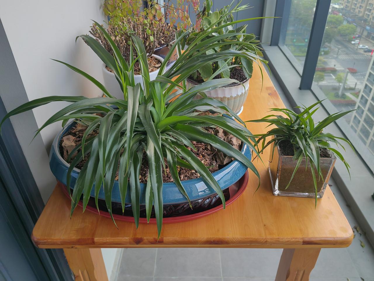 同时采集、同时种下的吊兰苗，居然长出了截然不同的模样，就像我们以前同班50个同学