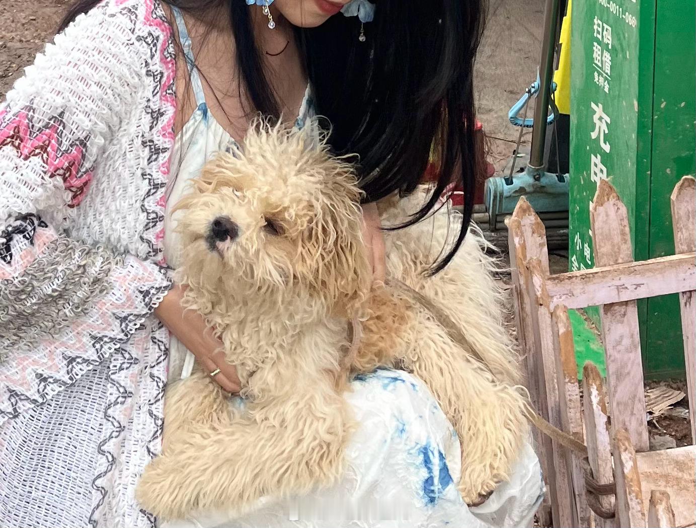 丽江好多猫猫狗狗超可爱都 明天再拍一点[憧憬]这个阿拉斯加大狗狗有160多斤[吹