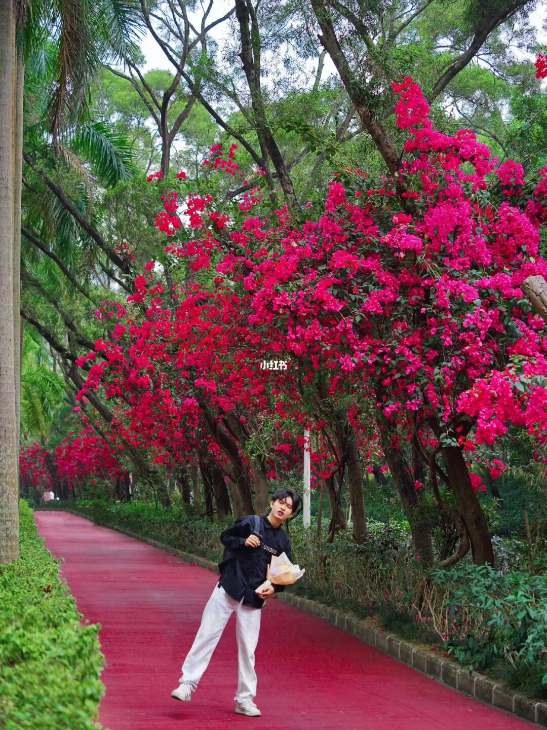 深圳有点超前🥹一路生花的景象谁能抗拒