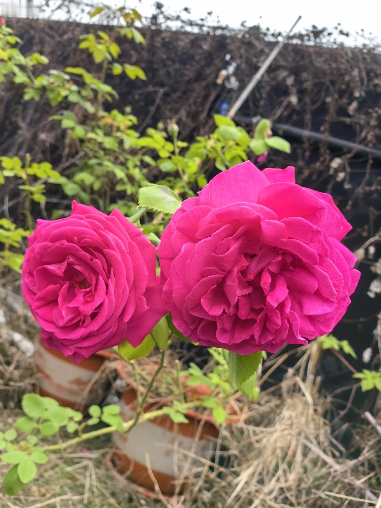 现在就是给它浇浇水，剪剪枝，其他也没有什么养护的了。
去年9月份房东那边急着要装