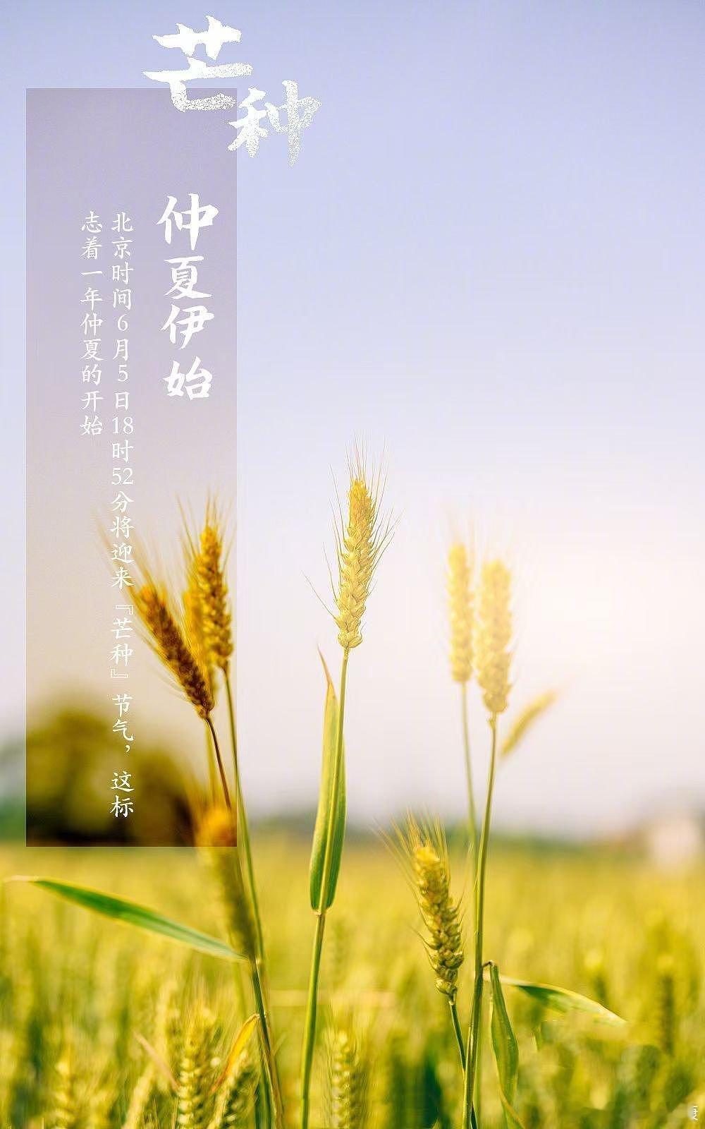 #今日芒种# 🌾朋友们可以用艾草来煮鸡蛋，能起振奋阳气、驱散湿邪的作用。【材料