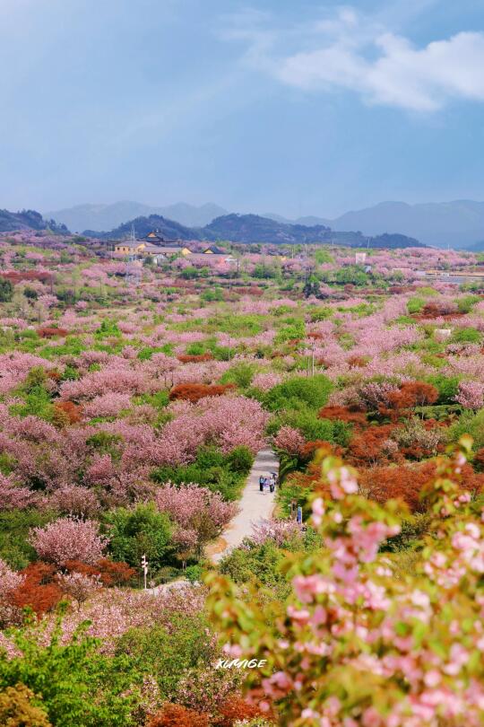 宁波徒步赏樱天花板——上马岗晚樱都开好啦