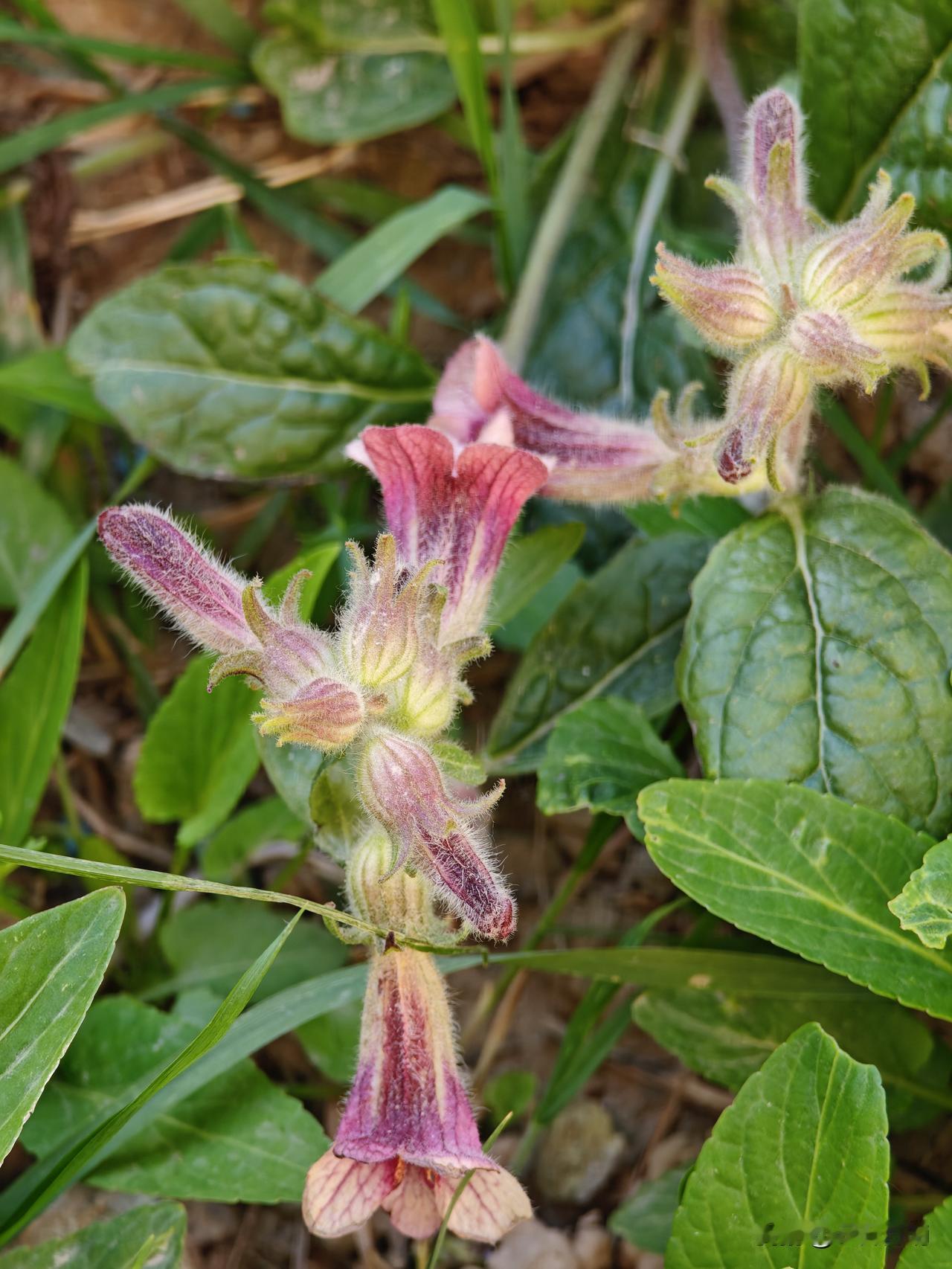 楼下草丛中幸存的几棵地黄，紫色的小花💐挺好看的。因为它根系不发达，所以很容易被