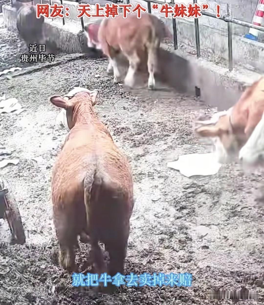 天上掉下个“牛妹妹”！谁能想到贵州毕节雷雨夜上演了离谱名场面。

近日，贵州省毕